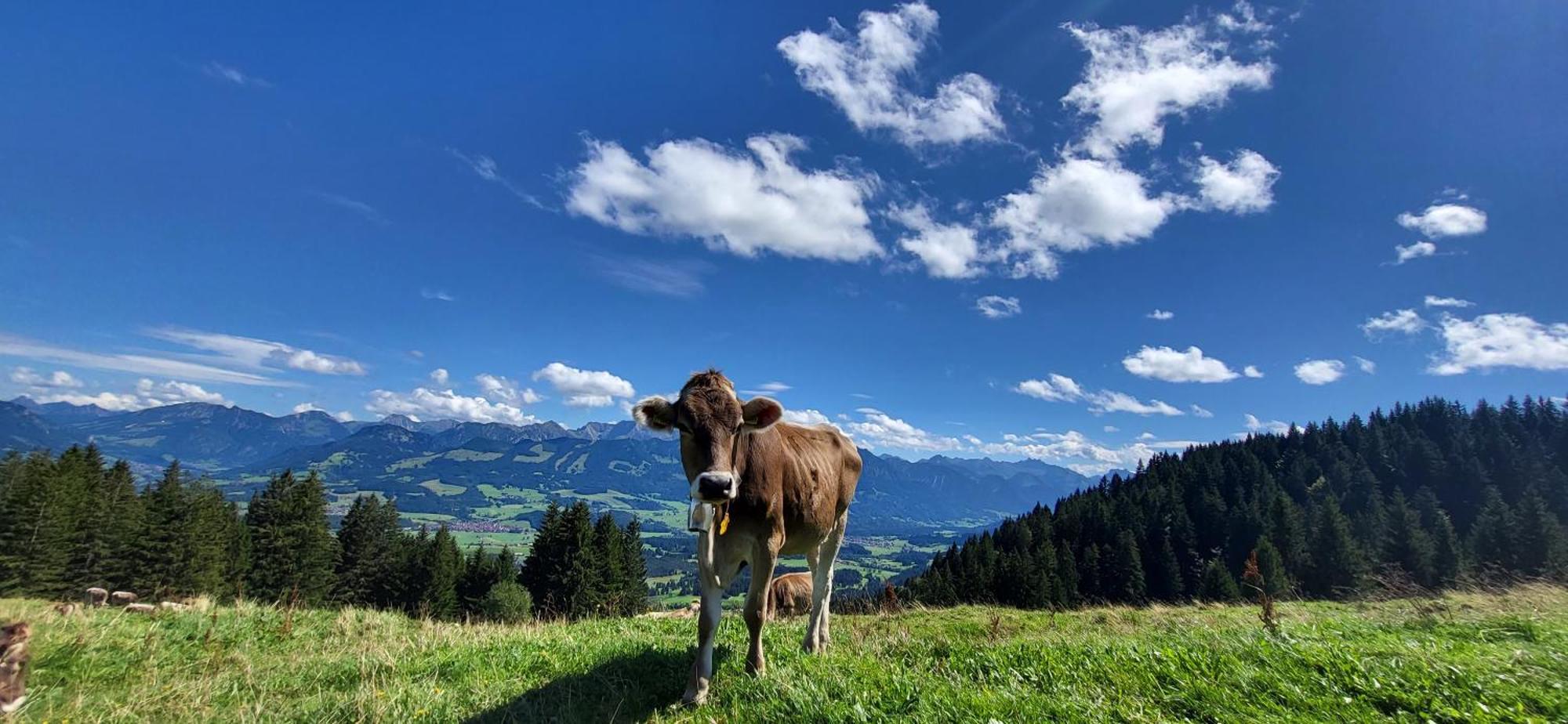 Fewo Allgaeuzeit Mit Wlan Oberstaufen Steibis Esterno foto